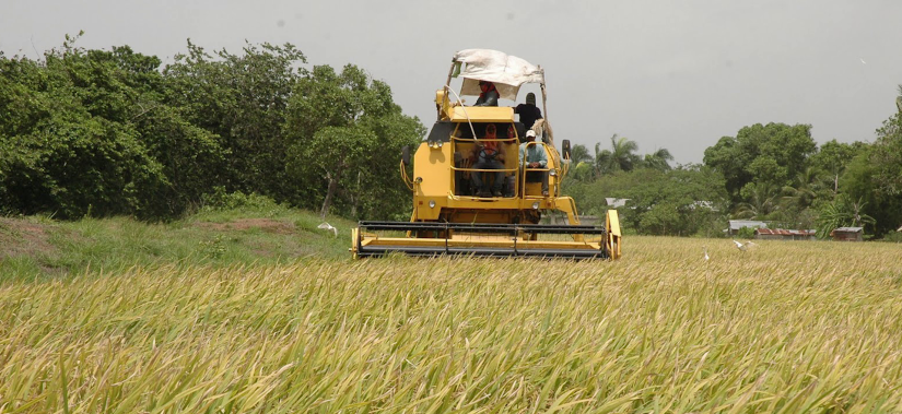 Al precio que está el arroz blanco, no es rentable para el arroz en cascara