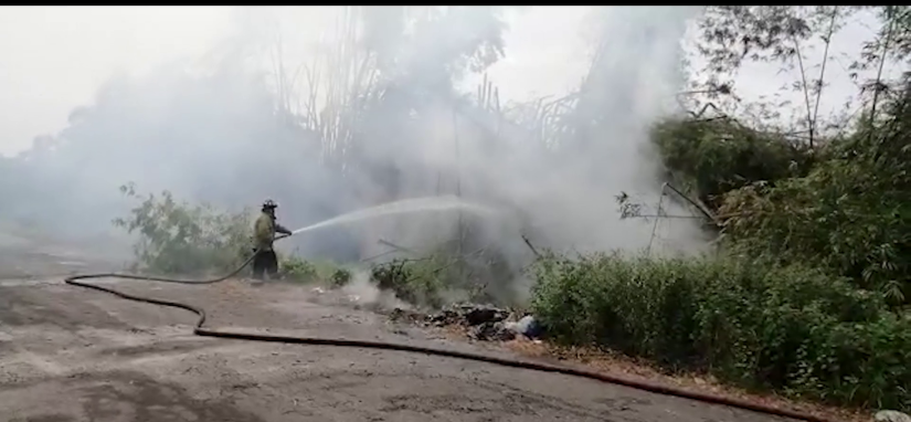 Desaprensivos incendian bambú en la comunidad de Sabaneta, La Vega